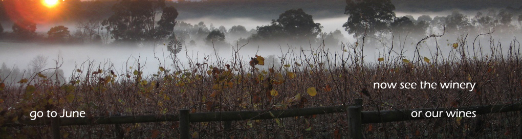 bare vineyard and autumn fog